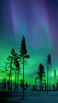 Aurora majestueuse sur une forêt d'hiver