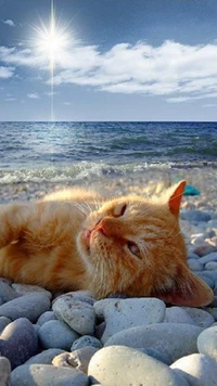 cat, sea wallpaper