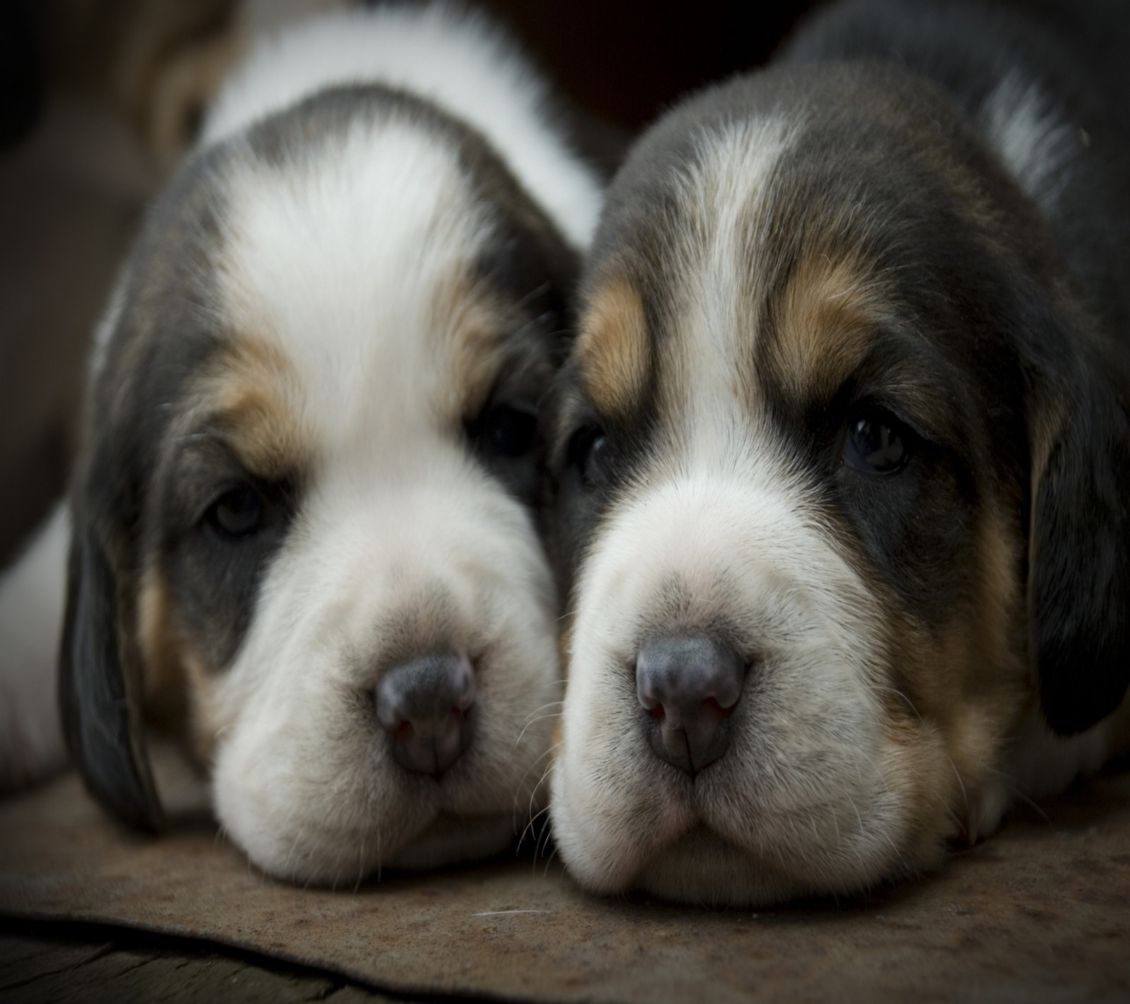 Dois cachorros pequenos deitados em um chão de madeira com os olhos fechados (animal, fofo, cachorro, animal de estimação, filhote)