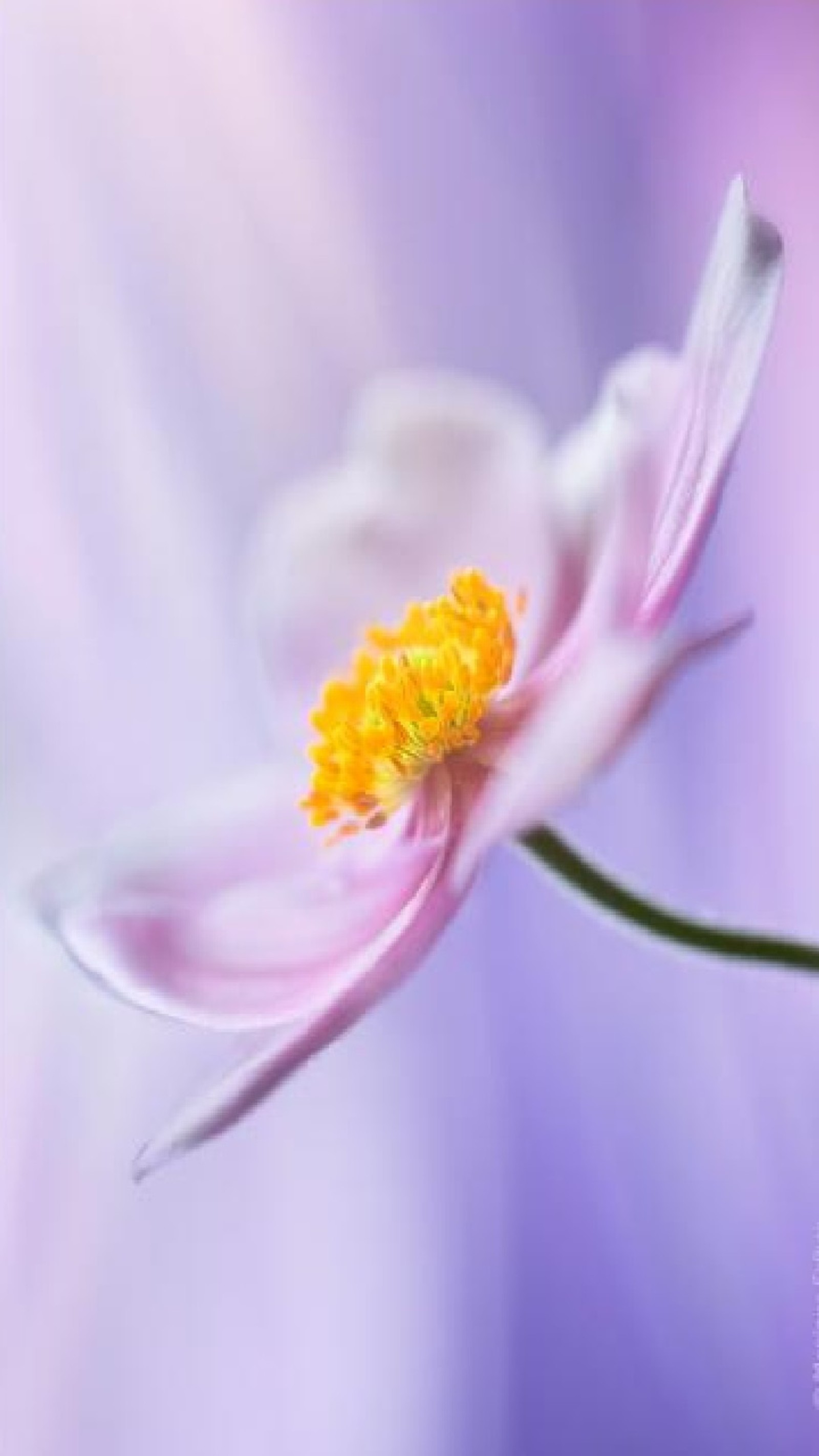 Gros plan d'une fleur avec un arrière-plan flou (fleur, lys)