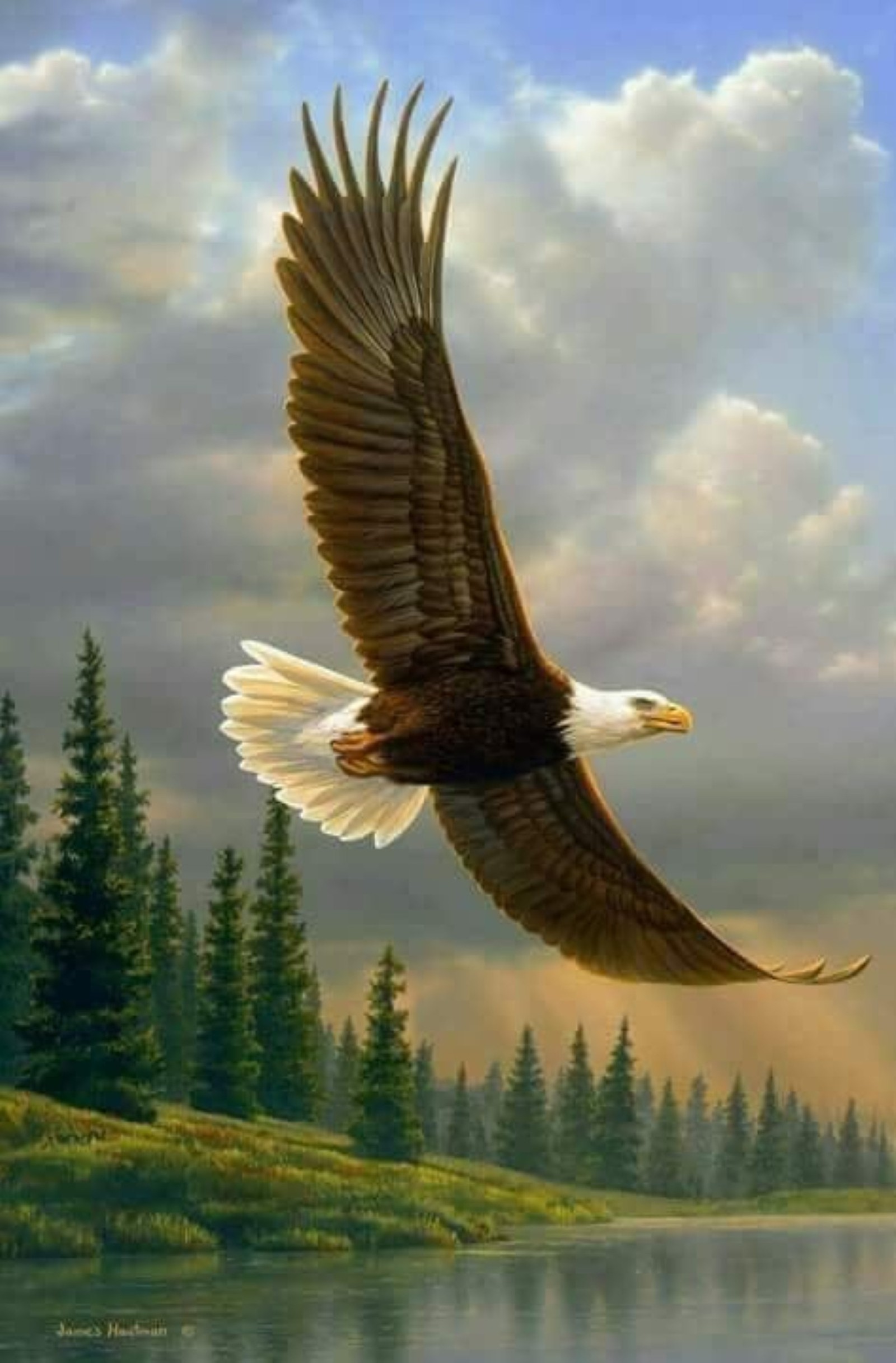 eagle, country Download Wallpaper