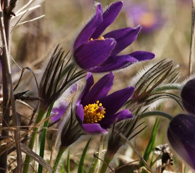 Flores moradas vibrantes en el abrazo de la naturaleza