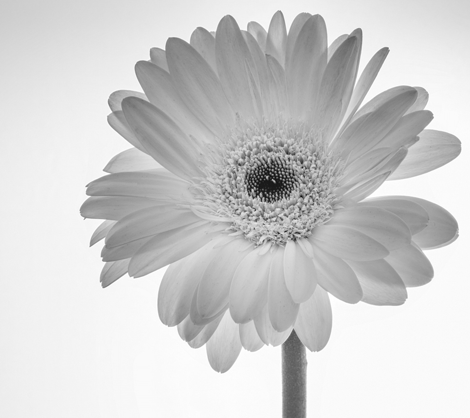 Arafed flower in a vase with a white background (flower, white)