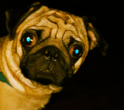 Pug tierno y torpe con ojos grandes