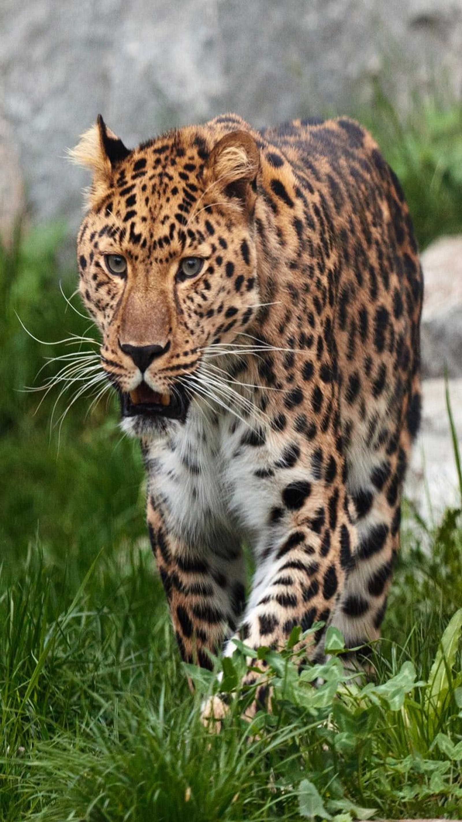 Descargar fondo de pantalla animales, leopardo, naturaleza