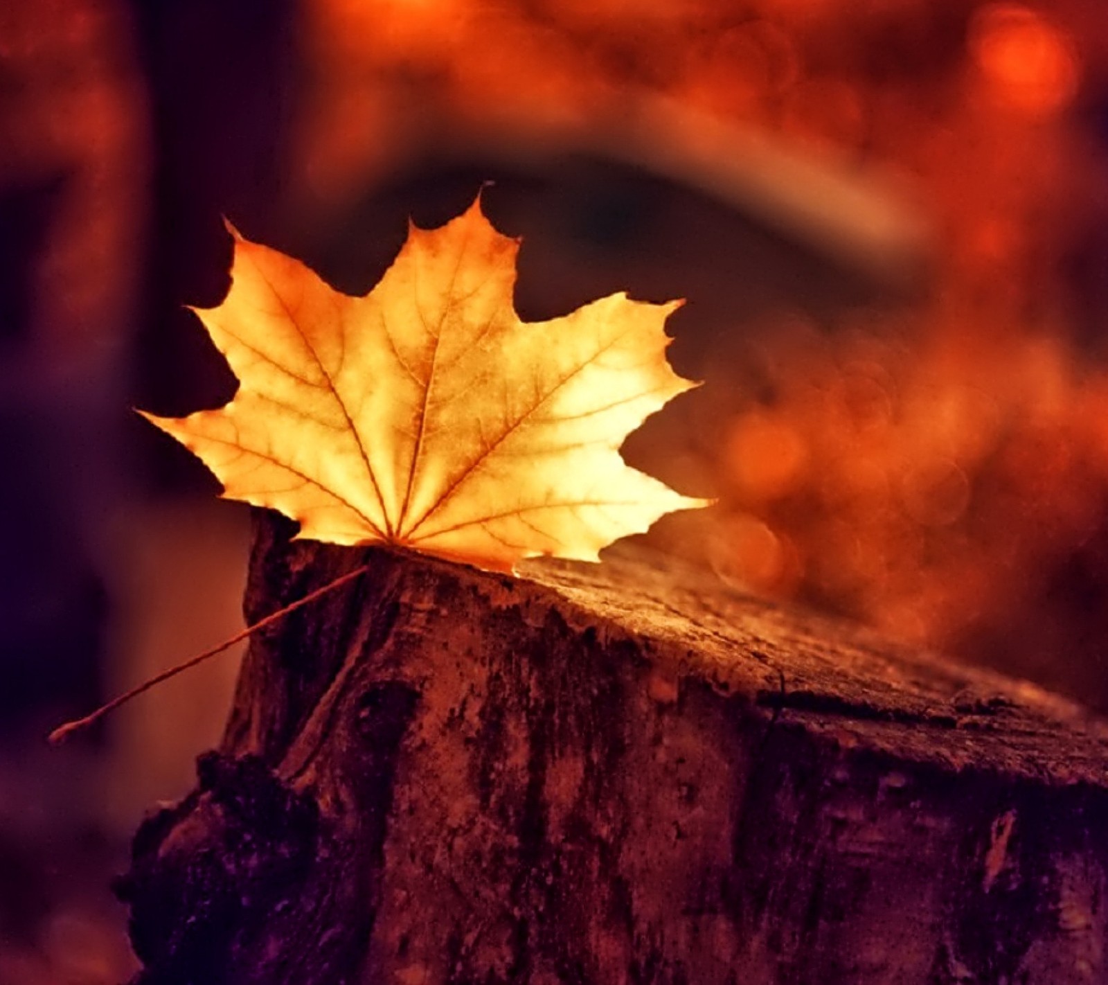 Un gros plan d'une feuille sur une souche d'arbre en automne (automne, feuille)