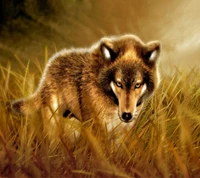 hintergrundbild, wolf