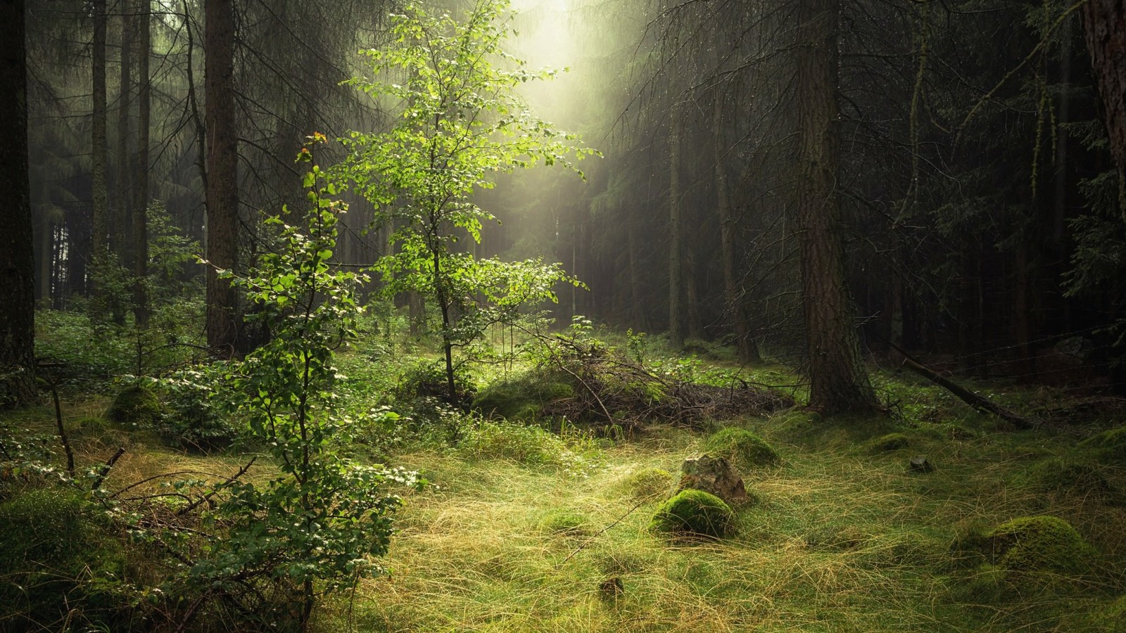 Ein wald mit einem weg in der mitte (wald, natur, waldland, vegetation, ökosystem)