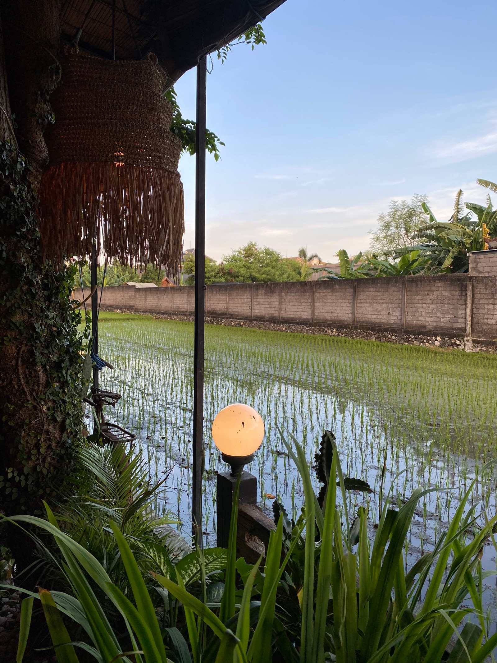 Il y a un petit étang avec une lampe à côté d'un bâtiment (eau, palmiers, immobilier, plante, étang)