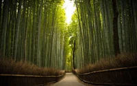 Serene Bamboo Grove Pathway in Lush Green Forest