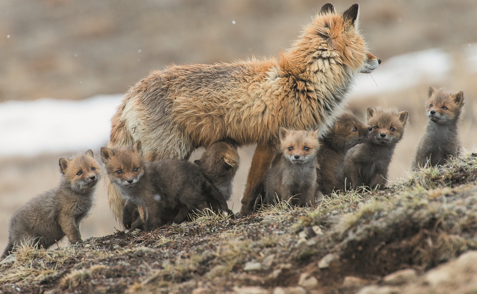 Es gibt viele füchse, die zusammen auf einem hügel stehen (roter fuchs, arktischer fuchs, fuchs, wildleben, landsäugetier)