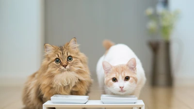 Dois gatos adoráveis, um um tabby dourado fofinho e o outro um elegante branco com acentos laranja, olham curiosamente para o espectador enquanto estão sentados perto de suas tigelas de comida.