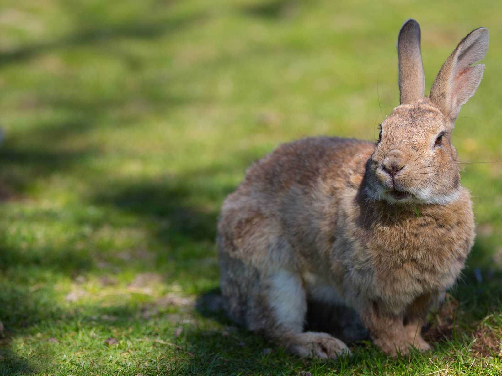 Un lapin assis dans l'herbe à côté d'un oiseau (lapin, lièvre, faune, animal terrestre, lapins et lièvres)