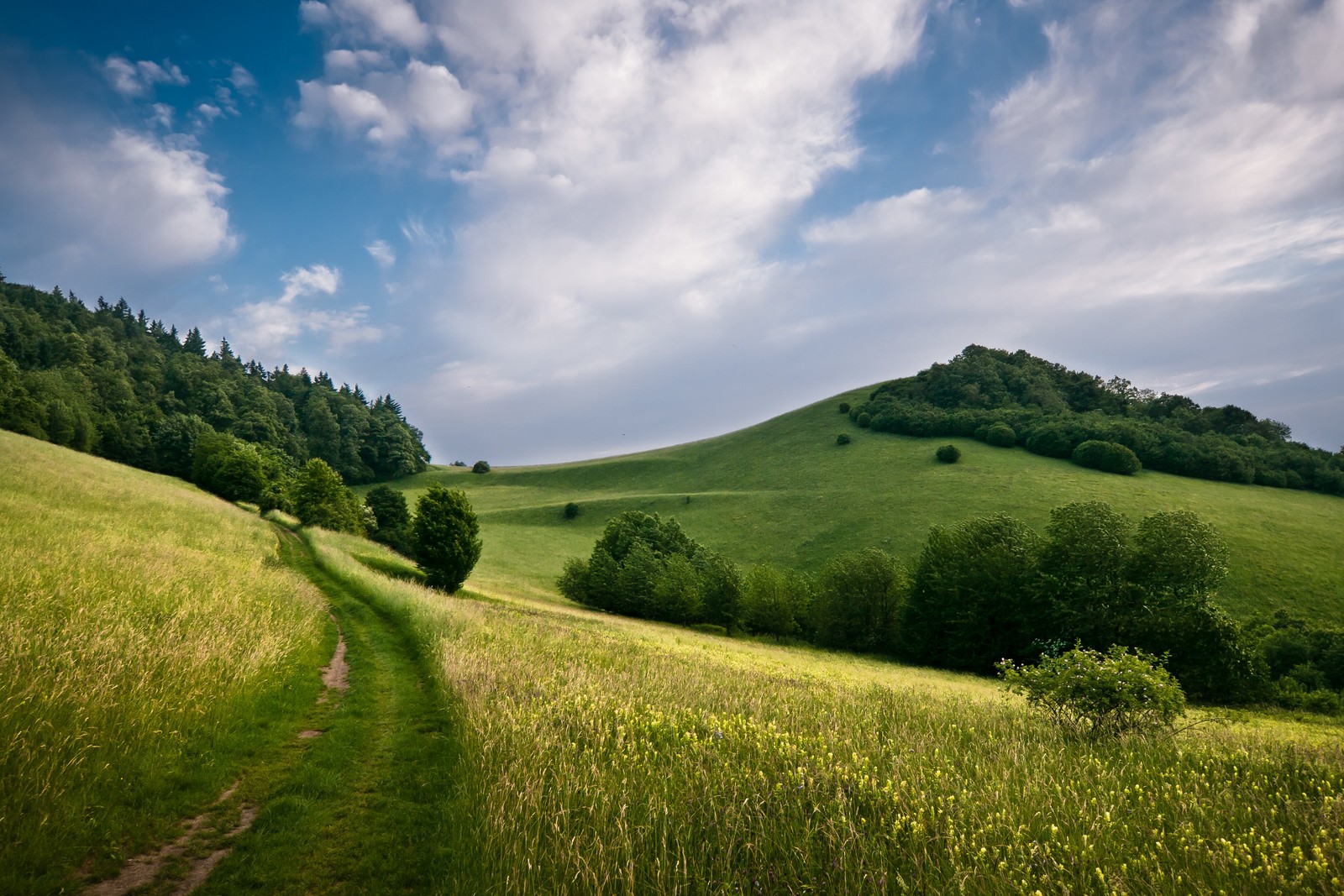 Uma vista de um campo gramado com um caminho levando a uma colina (paisagem, paisagem natural, pradaria, natureza, colina)