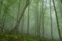 Nebeliger Laubwald: Ein ruhiges Waldökosystem