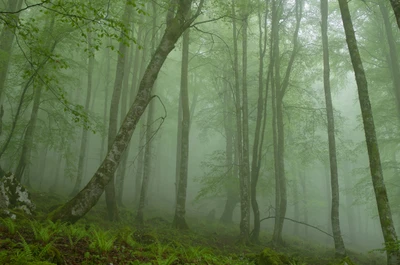 Floresta decidual nevoenta: um ecossistema florestal sereno