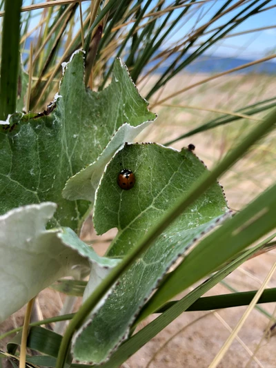 Nahaufnahme eines Blattes mit einem Marienkäfer zwischen Gräsern und Pflanzen