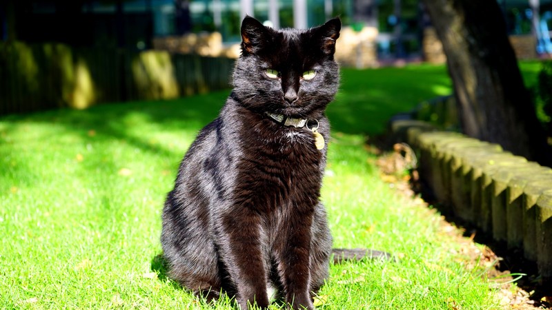 Черная кошка сидит на траве в парке (мейн кун, maine coon, сиамская кошка, черная кошка, кот)