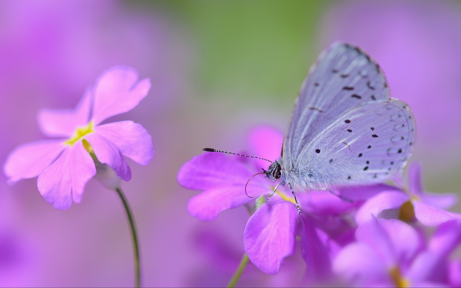 Il y a un papillon qui se pose sur une fleur (insecte, fleur, pétale, papillon, papillons de nuit et papillons)