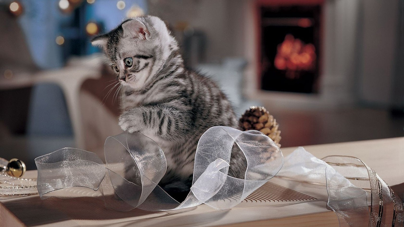 There is a cat sitting on a table with a ribbon (cat, british shorthair, chartreux, felidae, bengal cat)