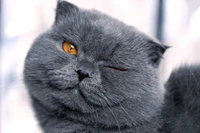 scottish fold, british shorthair, kitten, cat breed, cat wallpaper