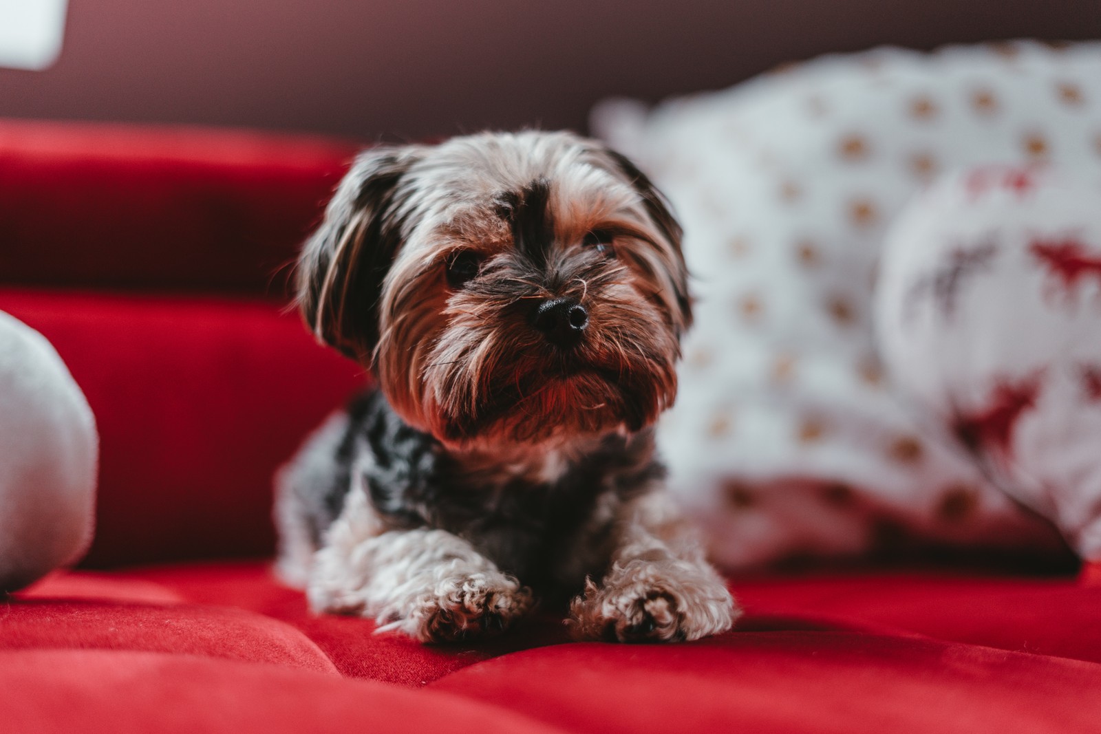 Um close-up de um cachorro pequeno sentado em um sofá vermelho (yorkshire terrier, filhote, shih tzu, cachorro, canidae)