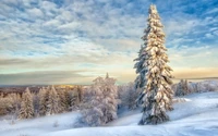 Épinette givrée au milieu d'un paysage féerique d'hiver