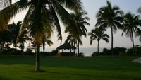 palm tree, tropics, resort, lawn, nature wallpaper