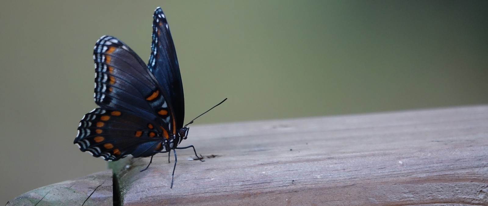 insect, moths and butterflies, butterfly, invertebrate, pollinator wallpaper