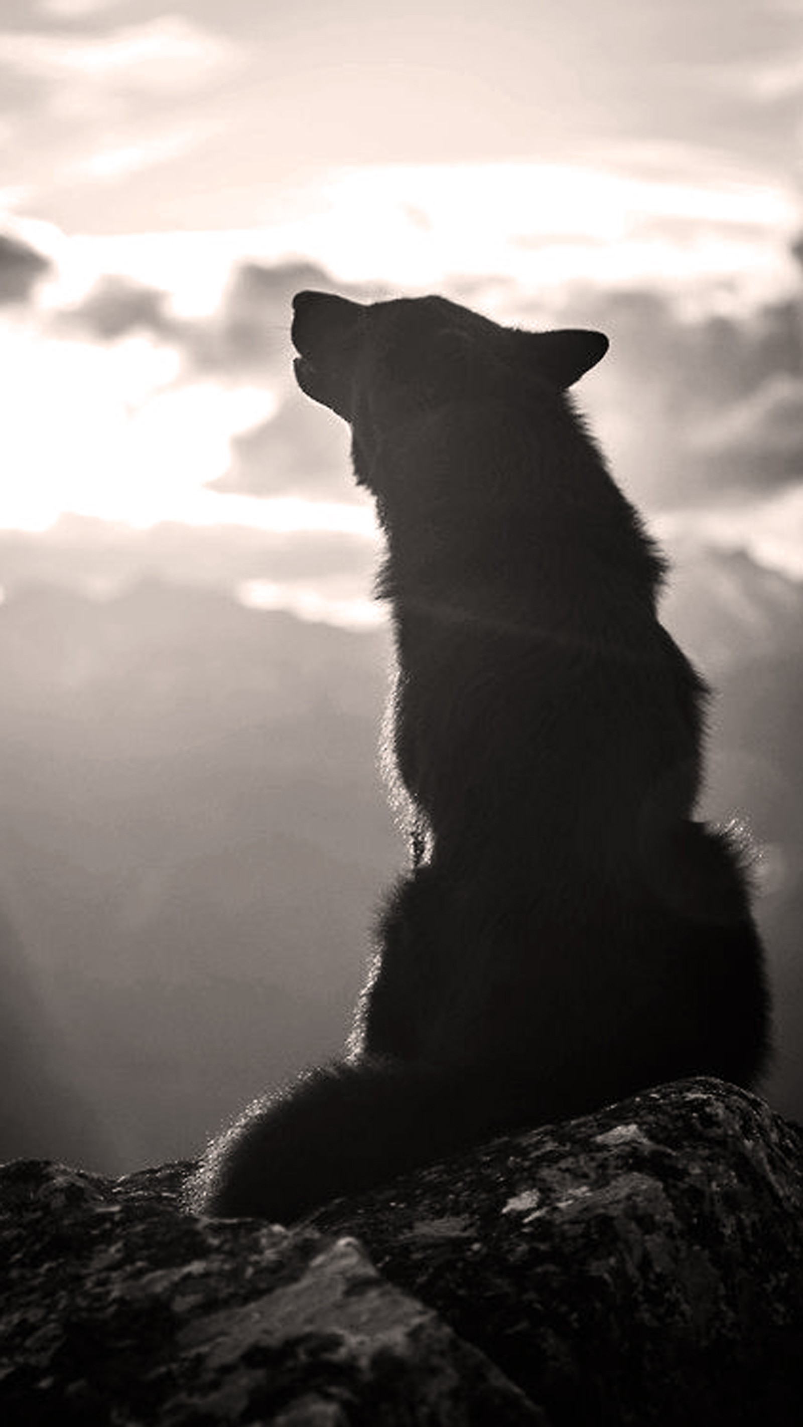 Foto em preto e branco de um cão sentado em uma pedra (preto, cachorro, silhueta, lobo)