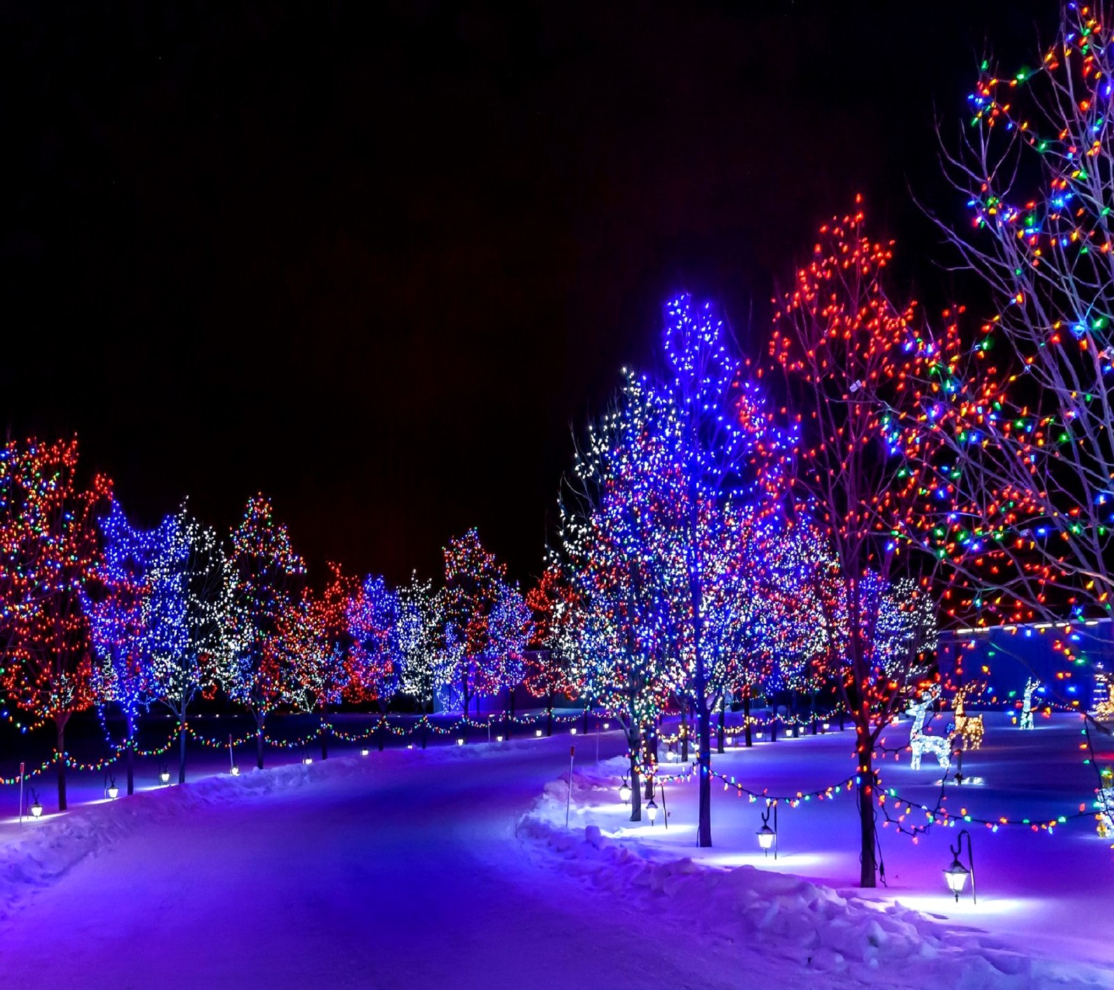 A group of trees covered in christmas lights in a park (illuminated street)