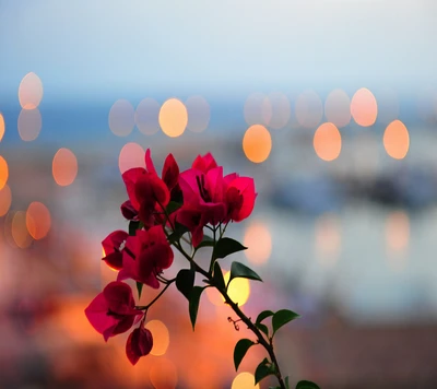 A buganvília floresce com um fundo bokeh de luzes da cidade em Belgrado.