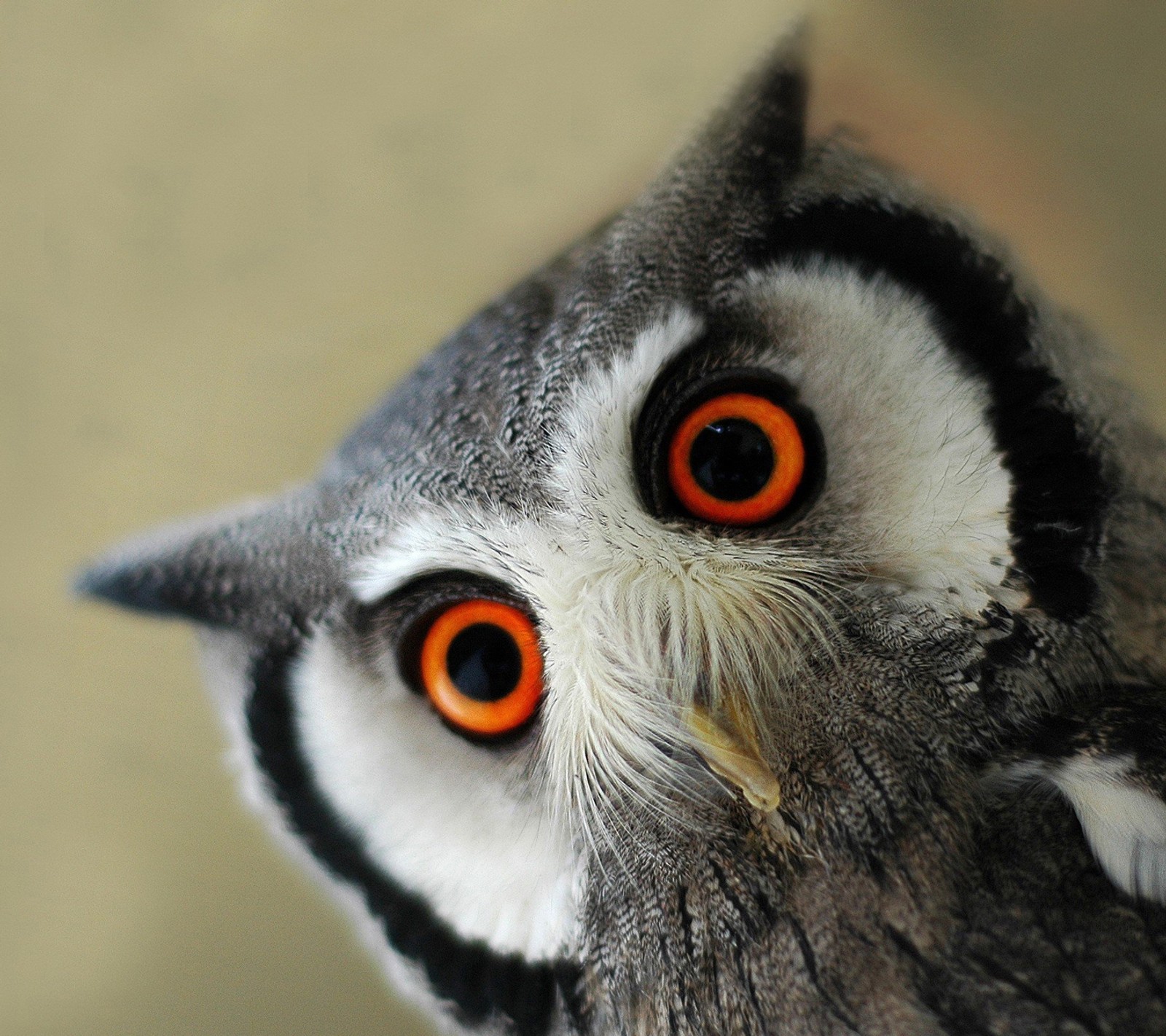 Gros plan d'un oiseau aux yeux orange (animal, drôle, orange)