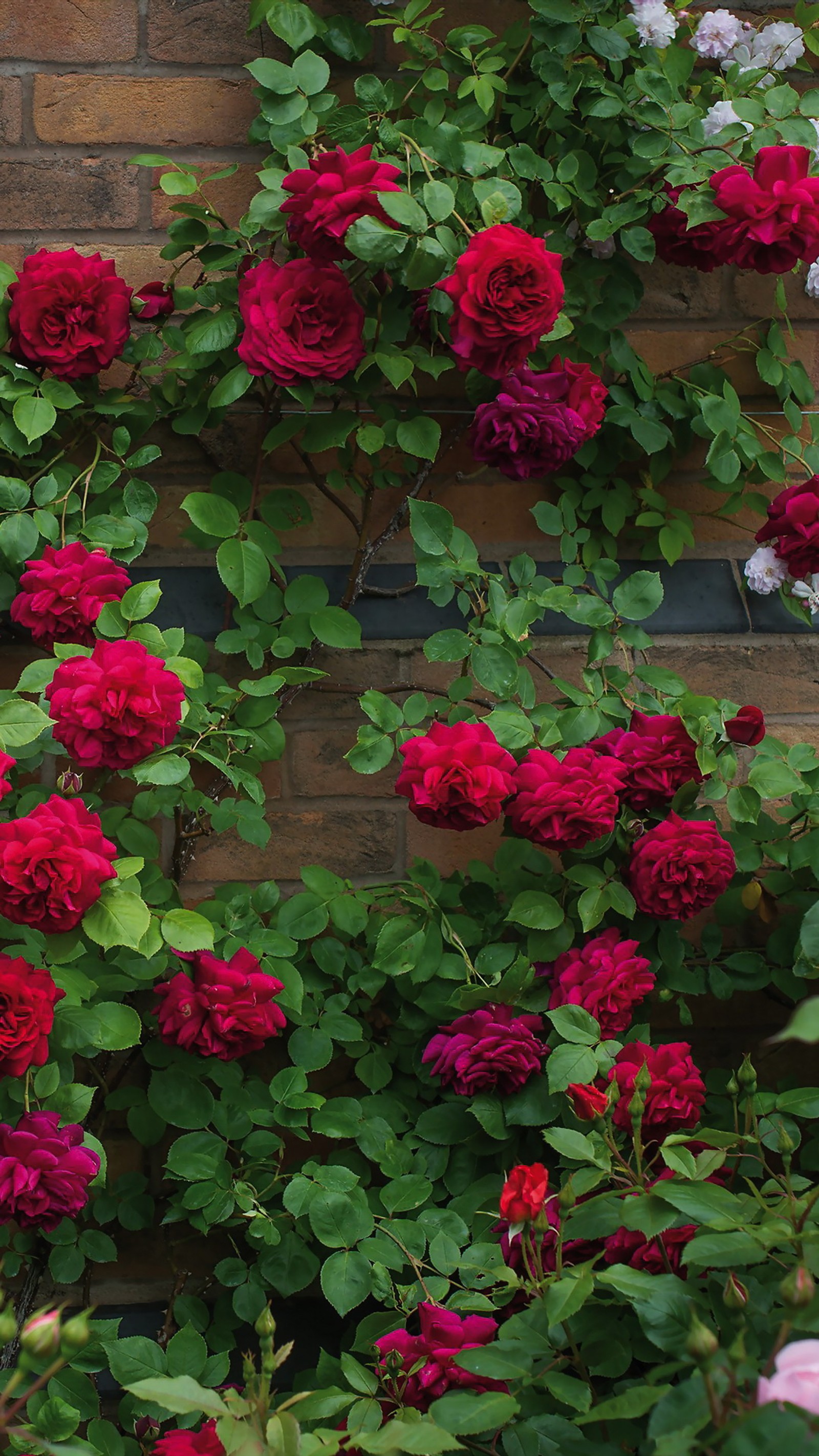 There are many red and white roses growing on a brick wall (floral, flores, flowers, rose, vintage)