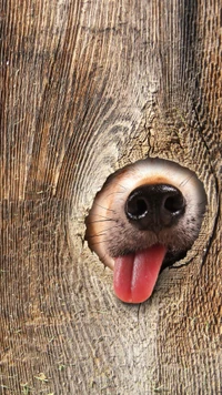 dog, funny, humor, tongue, tree wallpaper