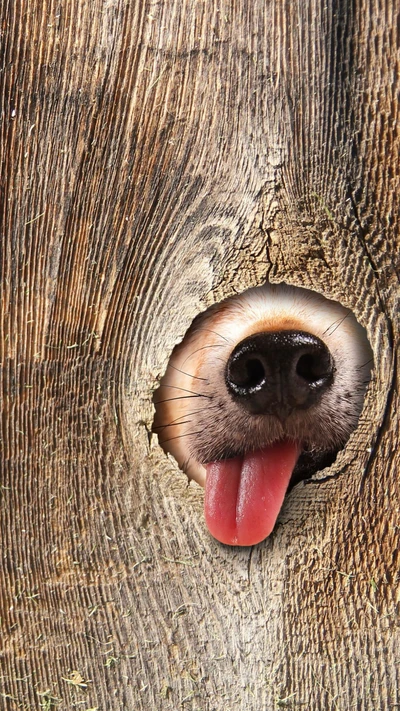 dog, funny, humor, tongue, tree