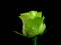 Rosa verde fresca con gotas de agua sobre un fondo oscuro