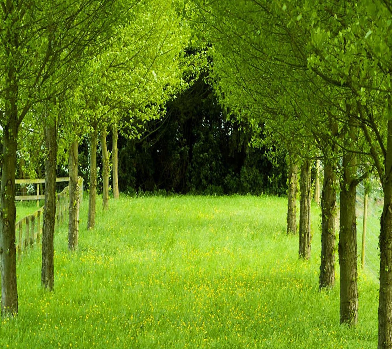 Trees in a field with a fence and a bench in the middle (grass, greenery, nature, trees)