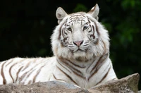 Tigre blanc majestueux se relaxant dans la nature