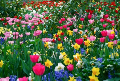 flowering plant, petal, meadow, plant, spring