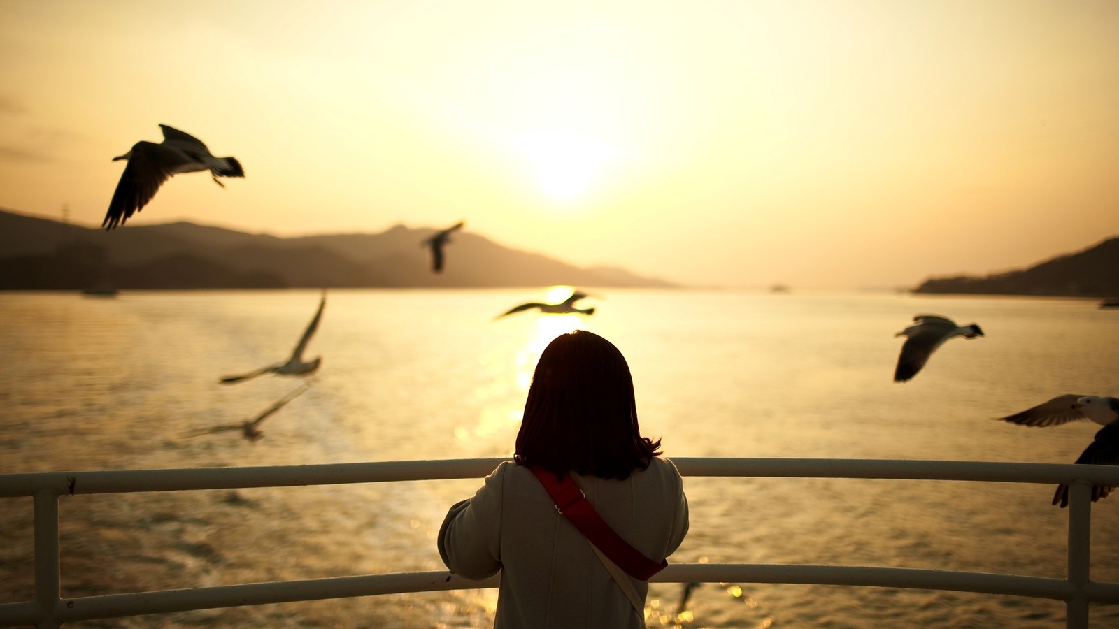 water, bird, seabird, sunset, morning wallpaper