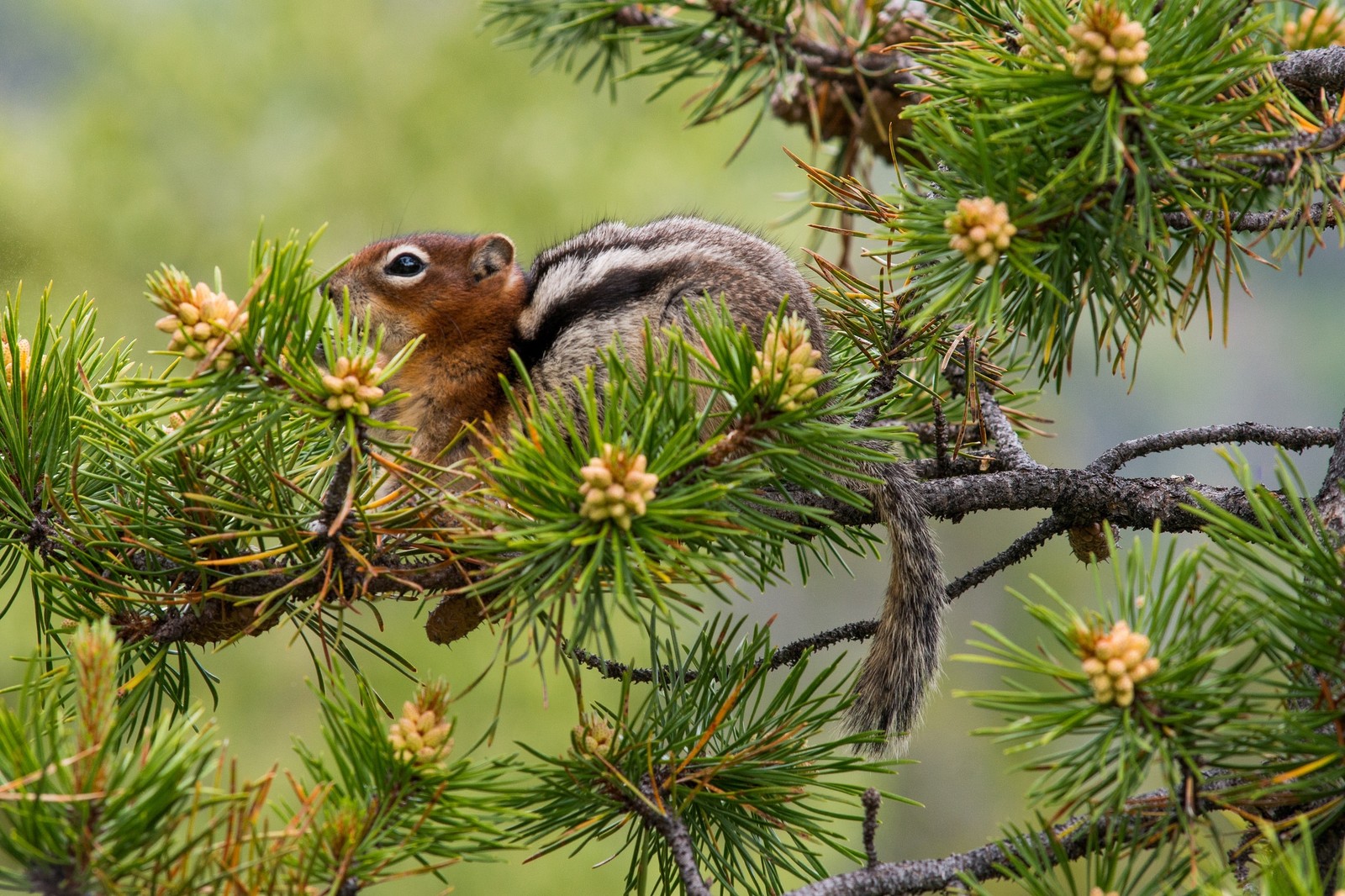 chipmunk, rodent, branch, pine, tree wallpaper