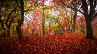 Bosquet d'Automne: Un Chemin Serein à Travers des Feuilles Colorées