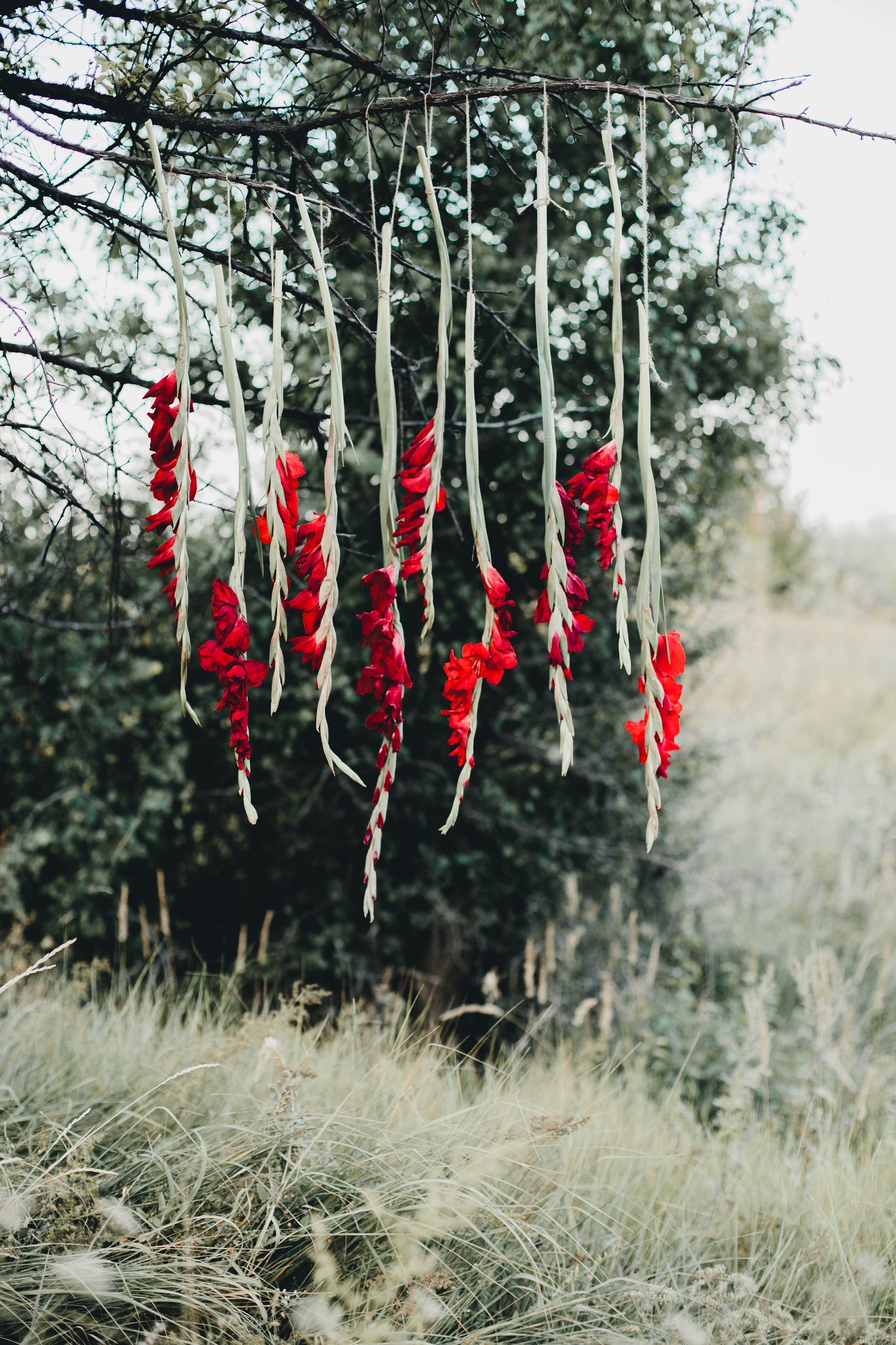 Il y a beaucoup de fleurs rouges suspendues à un arbre dans le champ (arbre, branche, flore, fleur, coquelicot)