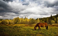 Weidendes Pferd in einer üppigen Prärie unter dramatischen Wolken