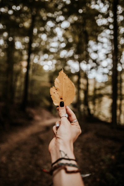 Feuille d'automne dans la forêt ensoleillée