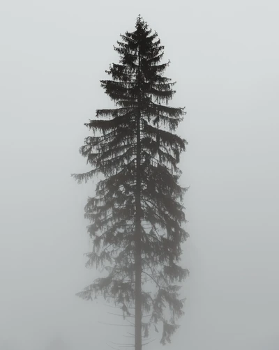 Silhouette majestueuse d'un sapin émergeant d'un brouillard dense.