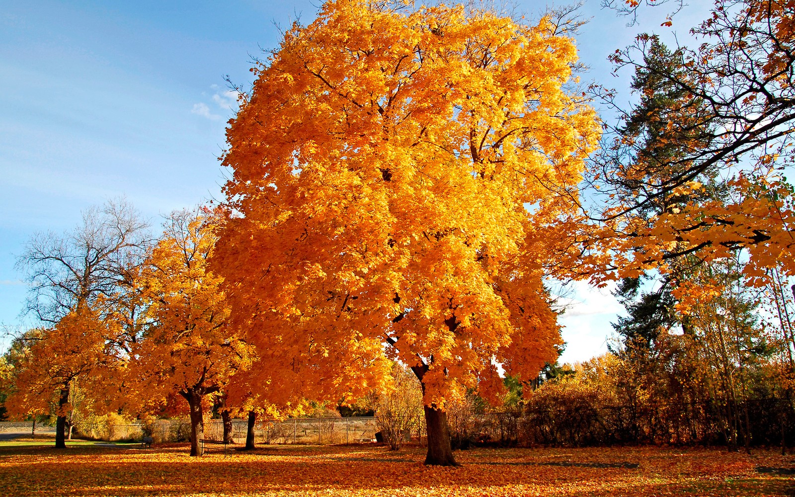 Téléchargez le fond d'écran arbre, feuille, automne, plante ligneuse, à feuilles caduques