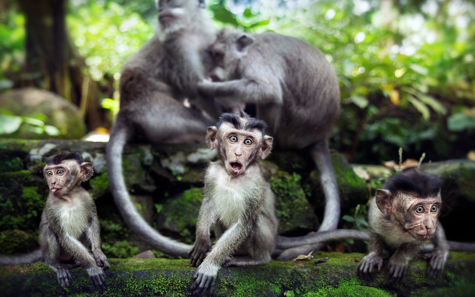 Tres monos sentados en una roca cubierta de musgo, uno mirando a la cámara (primate, macaque, vida silvestre, planta, árbol)