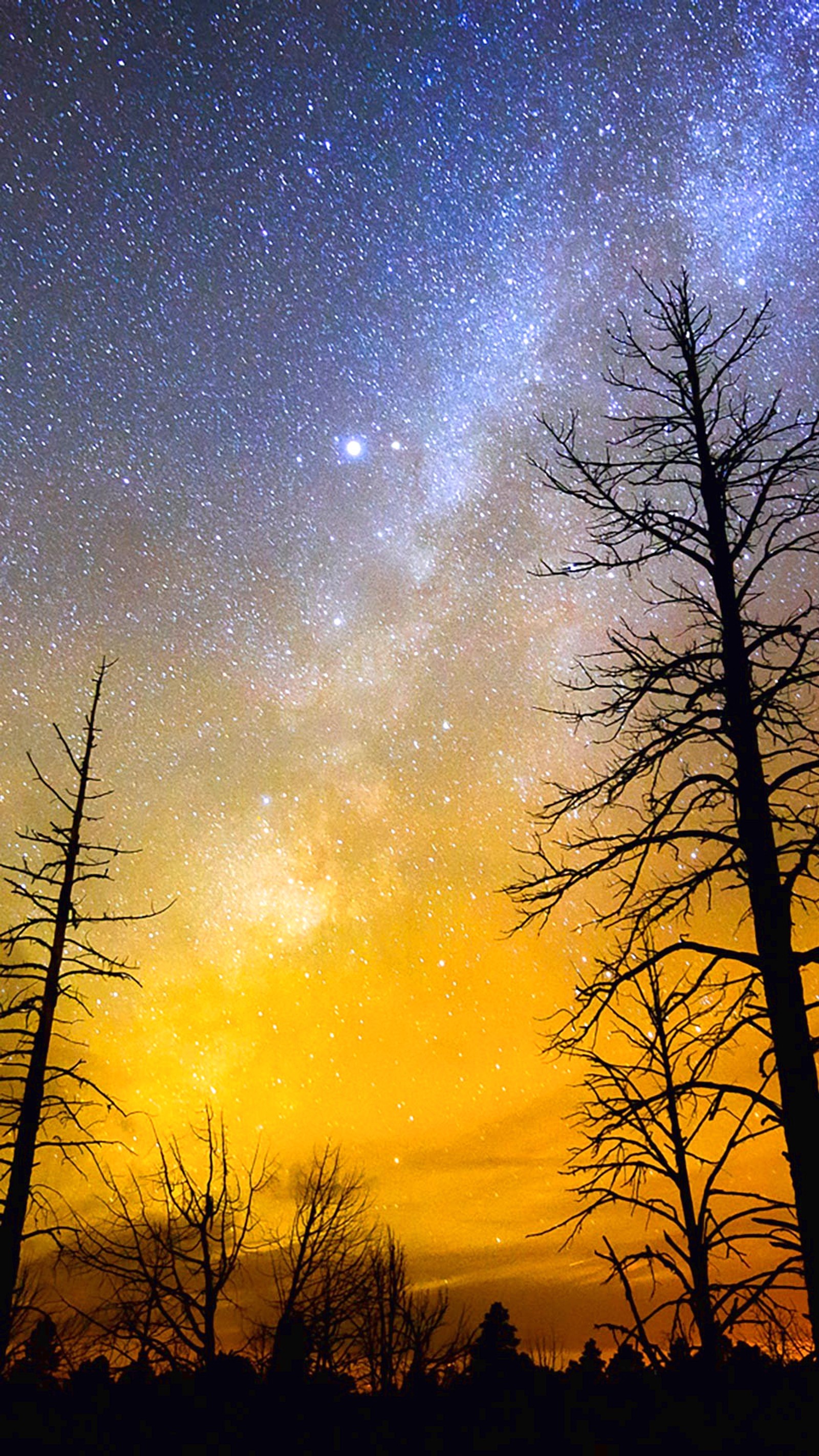 Descargar fondo de pantalla naturaleza, árbol, ramo, mañana, estrella